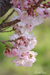 春めき桜-149