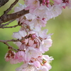 春めき桜-149