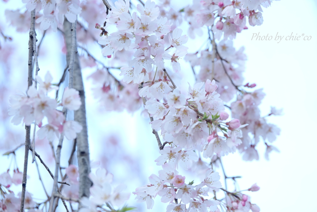 山下公園のしだれ桜-003