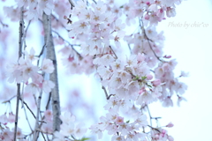 山下公園のしだれ桜-003