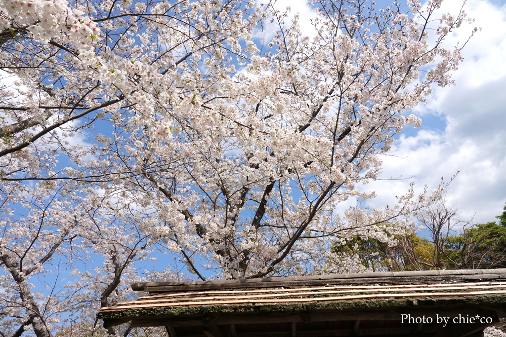 鎌倉～桜の季節-279