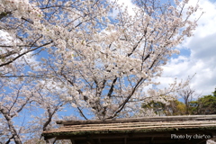 鎌倉～桜の季節-279