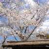 鎌倉～桜の季節-279
