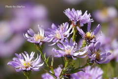 山手イタリア山庭園-182