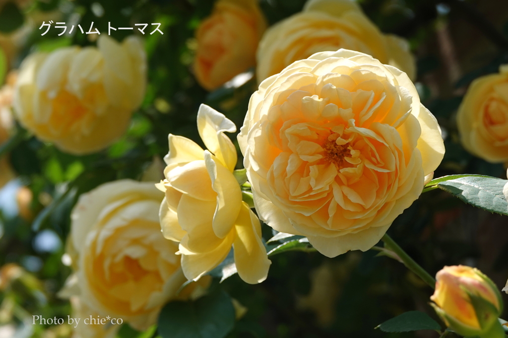 港の見える丘公園-058