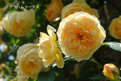 港の見える丘公園-058