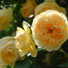 港の見える丘公園-058