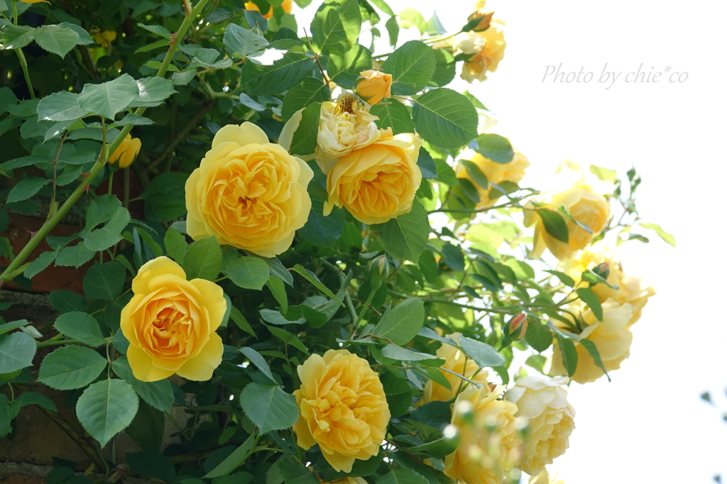 横浜 Rose Week-305