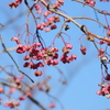 吾妻山公園-168