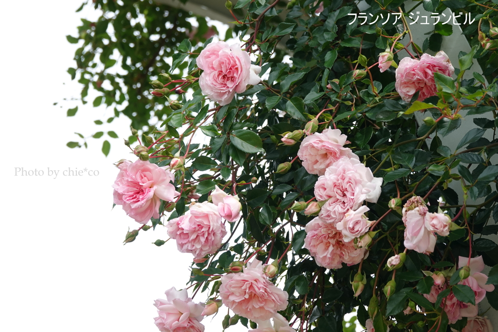 アメリカ山公園-144