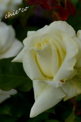 白薔薇。。