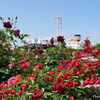 山下公園-095