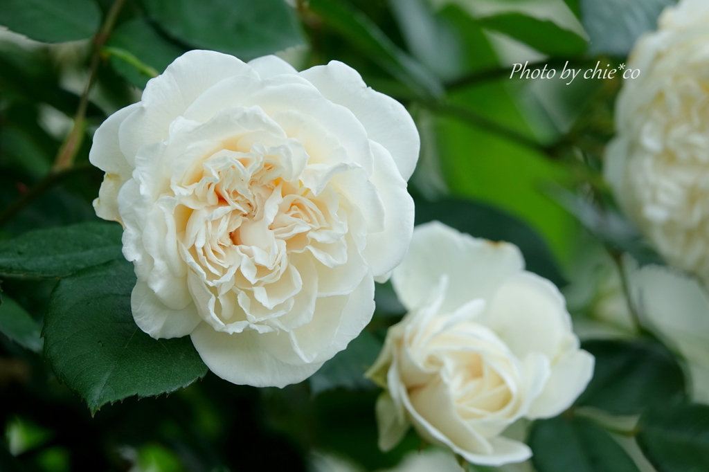 山下公園の薔薇たち・・-065