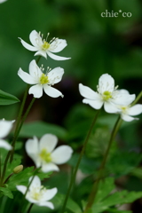 箱根湿生花園-231