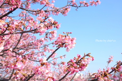 三浦海岸の河津桜-119