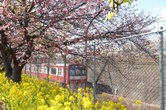三浦海岸の河津桜-123