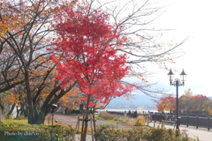 紅葉の河口湖畔-011