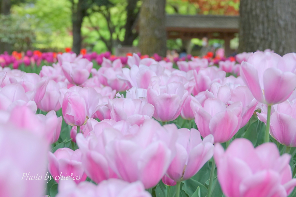 横浜公園-296