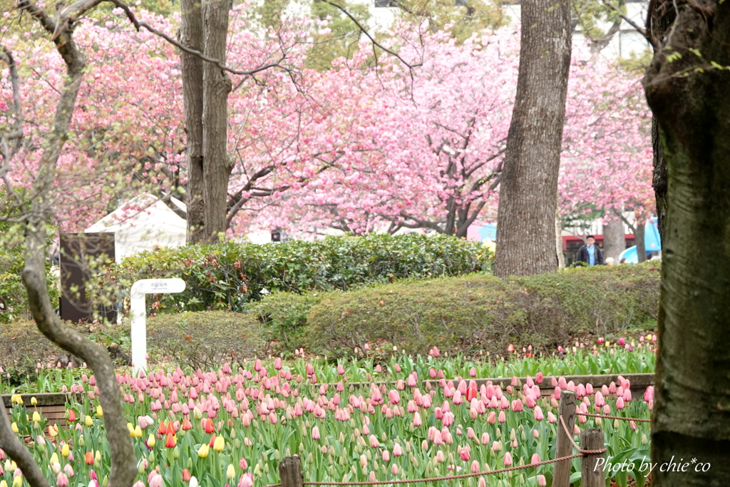 横浜公園-137