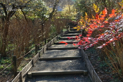明月院-244
