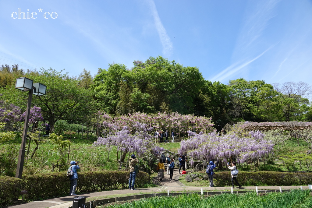 横須賀しょうぶ園-220