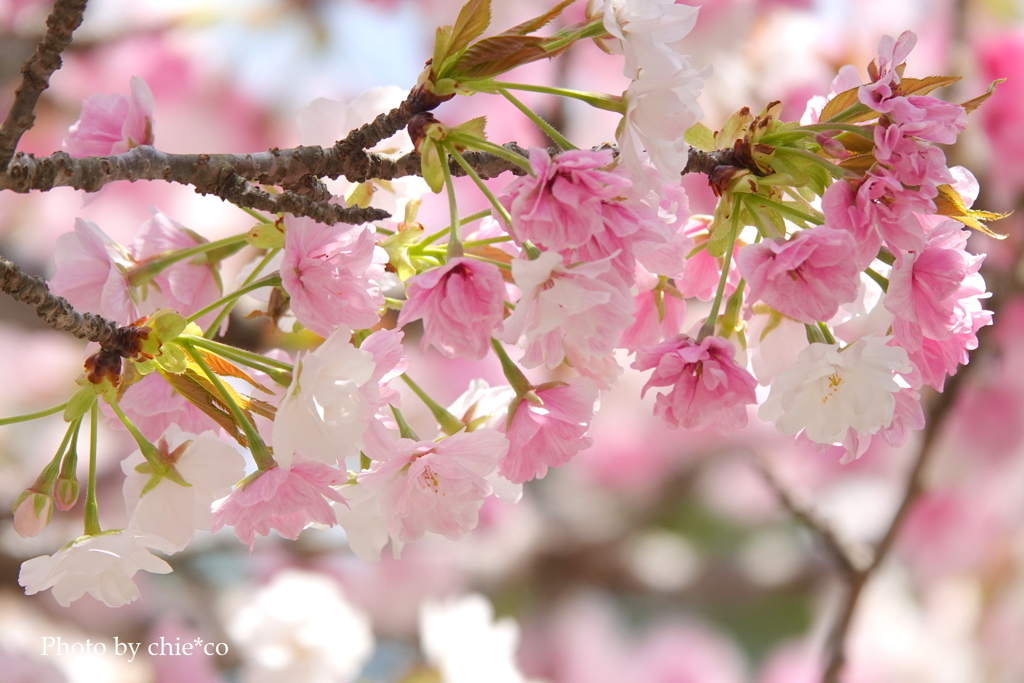 鎌倉～桜の季節-257