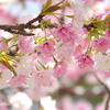 鎌倉～桜の季節-257