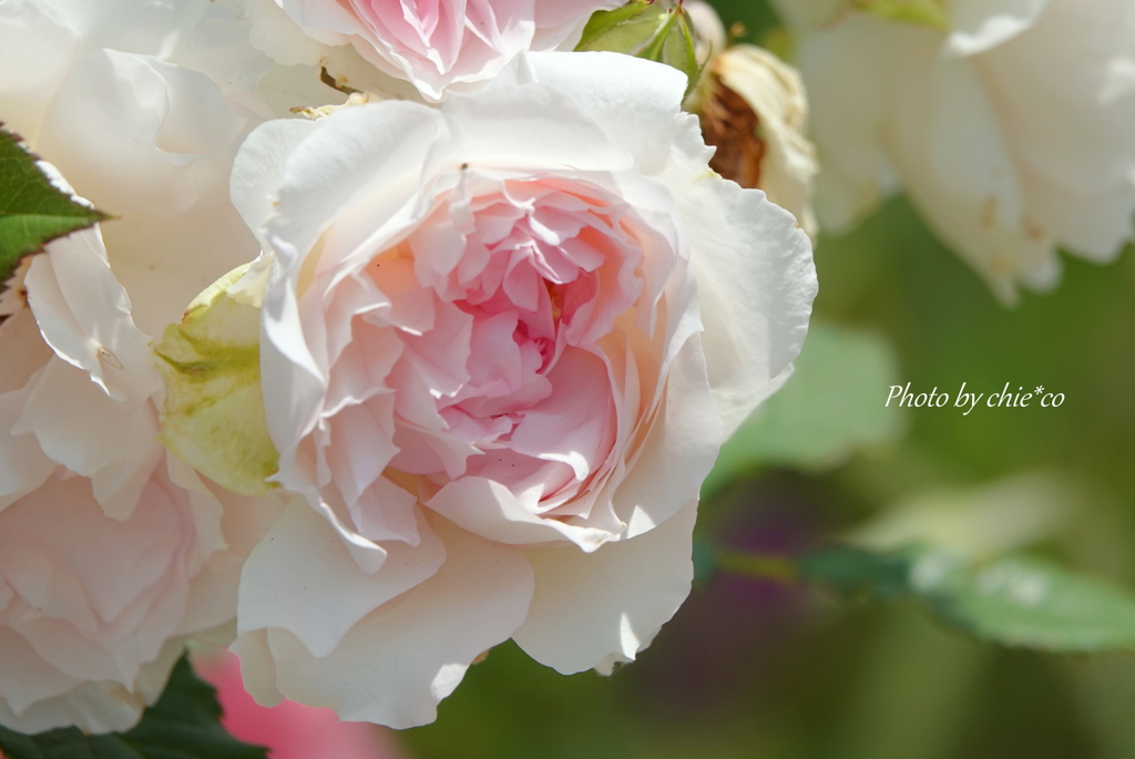 薔薇の咲く山下公園-199