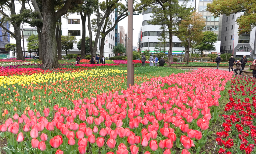 横浜公園-153