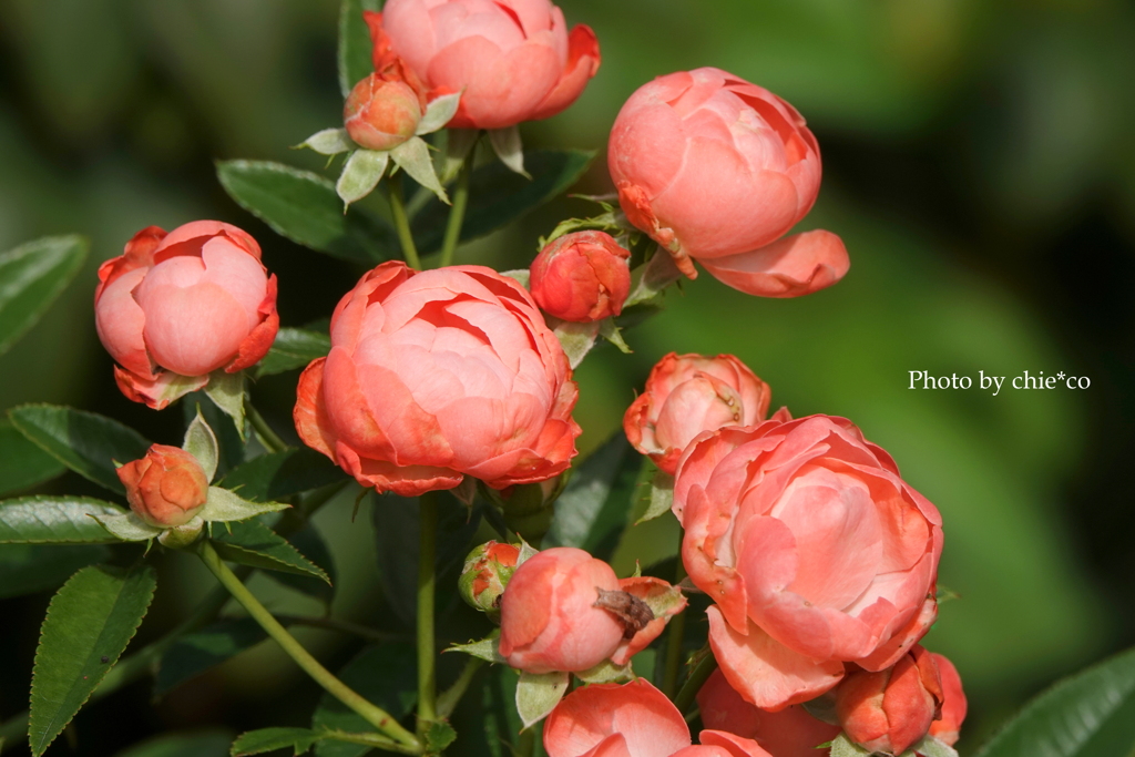山手イタリア山庭園-007