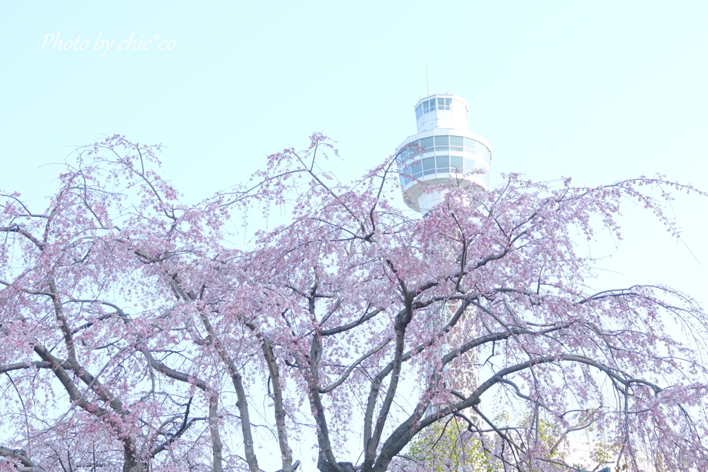 山下公園のしだれ桜-007