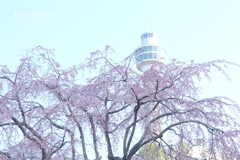 山下公園のしだれ桜-007