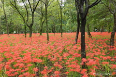 巾着田曼殊沙華公園-009