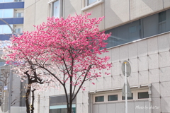 横浜関内の寒緋桜-001