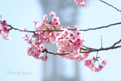 横浜関内の早咲き桜-145