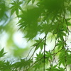 吉祥寺-140