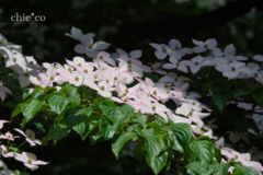 yamate-170