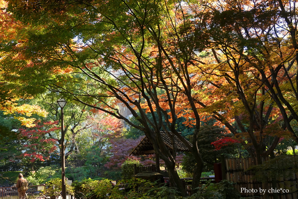 晩秋の横浜公園-012