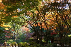 晩秋の横浜公園-012