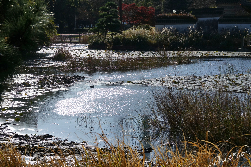 朝の池。。５