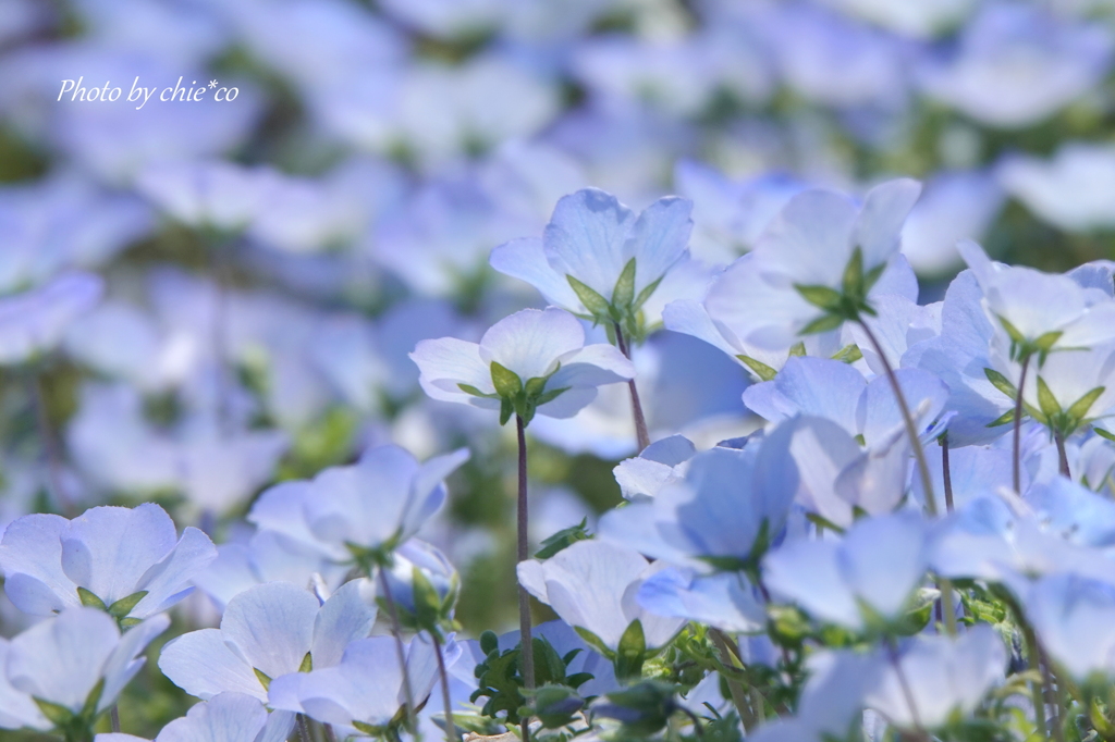 ひたち海浜公園-115