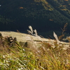 箱根湿生花園-261