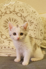 cuteな仔猫。。２