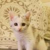 cuteな仔猫。。２
