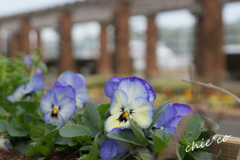 山下公園で。。３