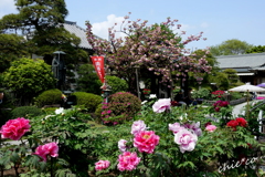 龍華寺 伊藤博文別邸-174