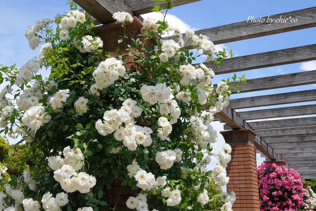 薔薇の咲く山下公園-184