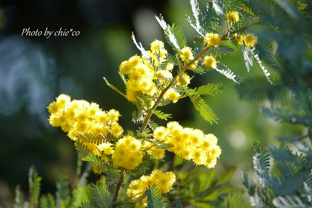 ミモザ-004