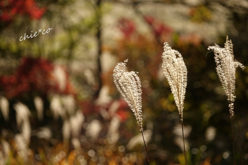 箱根湿生花園-218