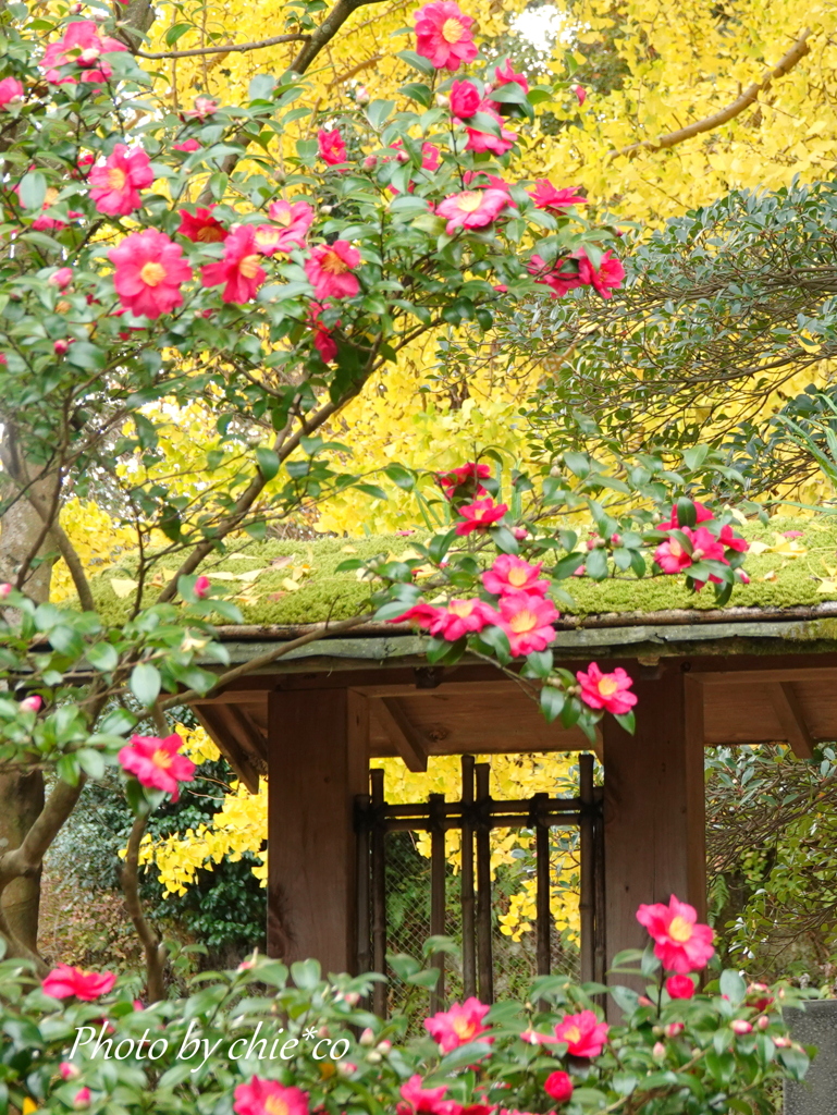 鎌倉 報国寺-004